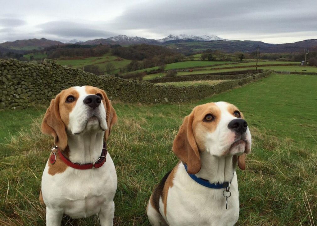 #7. Beagle